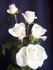 My Love rose photo