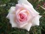 My Love rose photo