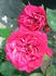 Crimson Sky rose photo