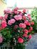 Christine Lanson rose photo