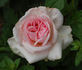 Bianca rose photo