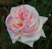 Bianca rose photo
