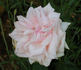 Bianca rose photo