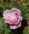 Cameron rose photo