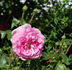 Cameron rose photo