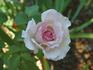 Ginger Hill rose photo