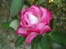 Standing Ovation ™ rose photo