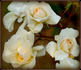 Nelson's Pride rose photo