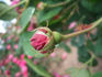 Agar rose photo