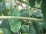 Agar rose photo