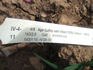 Agar rose photo