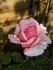 Steffi Graf rose photo