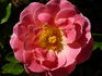 Concorde ® 96 rose photo