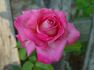 Editor Tommy Cairns rose photo