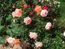 Sunsplash rose photo