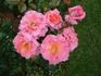 Thank You rose photo