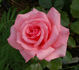 Charles Dillon rose photo