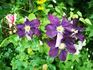 The Vagabond clematis photo