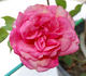 Comtesse Emmeline de Guigné rose photo