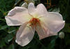 Dancing Butterflies rose photo