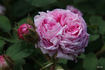 Mousseux Ancien rose photo