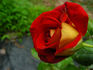 Magic Beauty rose photo