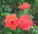 All That Jazz rose photo