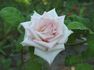 Cajun Signature rose photo