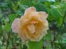 Country Lady rose photo