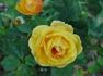 Carol Burnett ™ rose photo