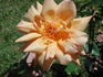 Feu Joseph Looymans rose photo