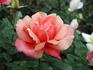 Thanksgiving rose photo