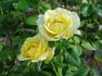 Golden Opportunity rose photo