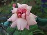 Kolkhoznitsa rose photo