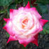 Be Glad rose photo