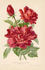 Commandeur Jules Gravereaux rose photo