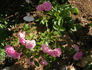 Echo rose photo