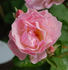 Echo rose photo