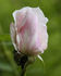Edith de Murat rose photo