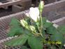 White Gene Boerner rose photo