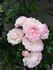 Maid of Kent rose photo