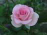 Westminster Pink rose photo