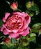 Bruno Perpoint rose photo