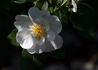 Gideon Lincecum rose photo