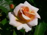 Joey's Palace rose photo