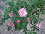Raindrops rose photo