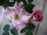 Raindrops rose photo