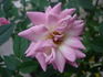 Raindrops rose photo