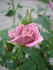 Raindrops rose photo