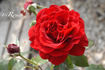 True Love™ rose photo
